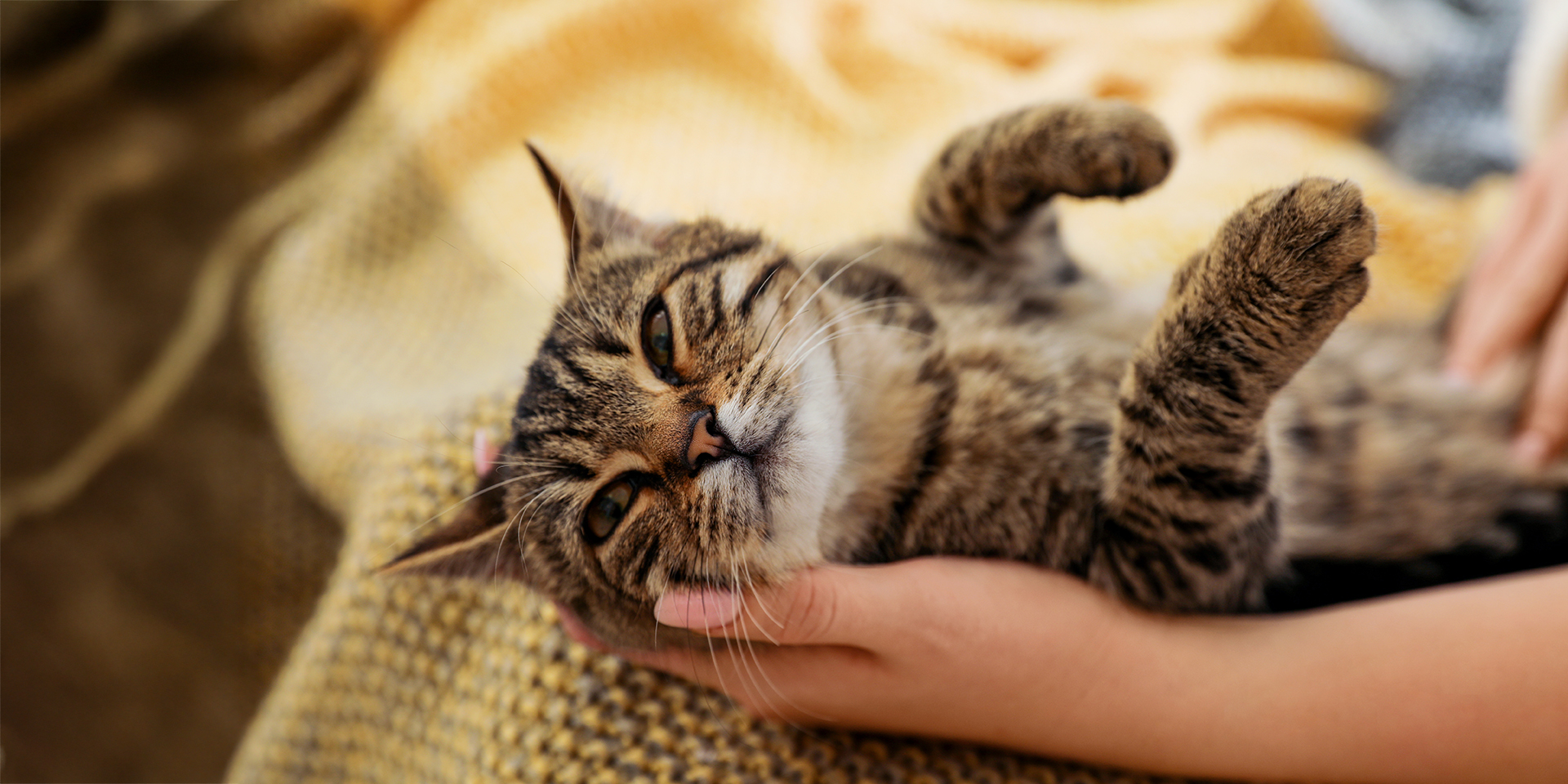 Cat relaxing with new favorite human